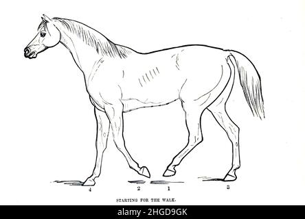 La marche SUR L'ACTION DE LA LOCOMOTIVE À DIFFÉRENTS PAS de la cyclopedia de chaque propriétaire de cheval : l'anatomie et la physiologie du cheval; les caractéristiques générales; les points du cheval, avec les directions pour le choisir; les principes de l'élevage, et le meilleur genre à reproduire;Le traitement de la jument de couvain et de l'ennemi; l'élévation et la rupture de la colt; les écuries et la gestion stable; l'équitation, la conduite, etc. Maladies,et comment les guérir.Les principaux médicaments et les doses auxquelles ils peuvent être administrés en toute sécurité; les accidents, les fractures et les opérations nécessaires dans chaque cas; la raquette, e Banque D'Images