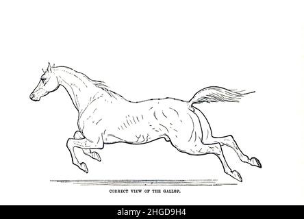 Le Gallop SUR L'ACTION DE LOCOMOTIVE À DIFFÉRENTS PAS de la cyclopedia de chaque propriétaire de cheval : l'anatomie et la physiologie du cheval; les caractéristiques générales; les points du cheval, avec des directions pour le choisir; les principes de l'élevage, et le meilleur genre à reproduire;Le traitement de la jument de couvain et de l'ennemi; l'élévation et la rupture de la colt; les écuries et la gestion stable; l'équitation, la conduite, etc. Maladies,et comment les guérir.Les principaux médicaments et les doses auxquelles ils peuvent être administrés en toute sécurité; les accidents, les fractures et les opérations nécessaires dans chaque cas; la raquette, Banque D'Images