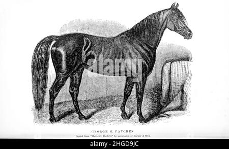 George M. Patchen Trotting Stallion de la cyclopedia de chaque propriétaire de cheval : l'anatomie et la physiologie du cheval; les caractéristiques générales; les points du cheval, avec des directions pour le choisir; les principes de l'élevage, et le meilleur genre à reproduire; le traitement de la jument de couvain et du foal;Élever et briser le colt, les écuries et la gestion stable, l'équitation, la conduite, etc. Maladies,et comment les guérir.Les principaux médicaments, et les doses dans lesquelles ils peuvent être administrés en toute sécurité; les accidents, les fractures, et les opérations nécessaires dans chaque cas; la raquette, etc. Éditeur: Phil Banque D'Images