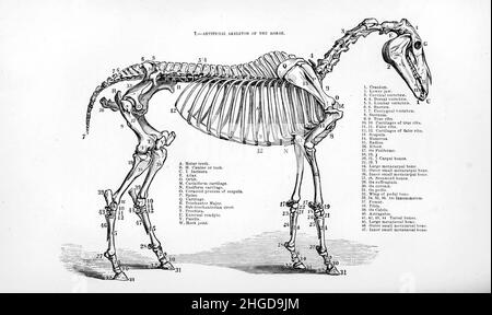 Squelette d'un cheval de la cyclopedia de chaque propriétaire de cheval : l'anatomie et la physiologie du cheval; les caractéristiques générales; les points du cheval, avec les directions pour le choisir; les principes de l'élevage, et le meilleur genre à reproduire; le traitement de la jument de couvain et du foal;Élever et briser le colt, les écuries et la gestion stable, l'équitation, la conduite, etc. Maladies,et comment les guérir.Les principaux médicaments, et les doses dans lesquelles ils peuvent être administrés en toute sécurité; accidents, fractures, et les opérations nécessaires dans chaque cas; raquette, etc. Editeur: Philadelphie : porte Banque D'Images