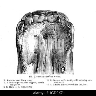 Les chevaux s'élèvent à l'âge de trois ans de la cyclopedia de chaque propriétaire de cheval : l'anatomie et la physiologie du cheval; les caractéristiques générales; les points du cheval, avec des indications pour le choisir; les principes de l'élevage, et le meilleur genre à se reproduire;Le traitement de la jument de couvain et de l'ennemi; l'élévation et la rupture de la colt; les écuries et la gestion stable; l'équitation, la conduite, etc. Maladies,et comment les guérir.Les principaux médicaments, et les doses dans lesquelles ils peuvent être administrés en toute sécurité; les accidents, les fractures, et les opérations nécessaires dans chaque cas; la raquette, etc. Éditeur: Philadel Banque D'Images