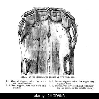 Les Nippers supérieurs et les Tées à cinq ans de la cyclopedia de chaque propriétaire de cheval : l'anatomie et la physiologie du cheval; les caractéristiques générales; les points du cheval, avec des indications sur la façon du choisir; les principes de l'élevage, et le meilleur genre à reproduire;Le traitement de la jument de couvain et de l'ennemi; l'élévation et la rupture de la colt; les écuries et la gestion stable; l'équitation, la conduite, etc. Maladies,et comment les guérir.Les principaux médicaments, et les doses dans lesquelles ils peuvent être administrés en toute sécurité; les accidents, les fractures, et les opérations nécessaires dans chaque cas; la raquette, etc. Publishe Banque D'Images