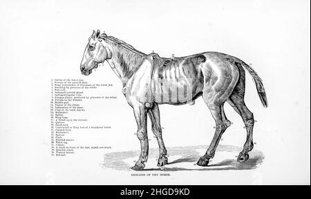 Les maladies du cheval de la cyclopedia de chaque propriétaire de cheval : l'anatomie et la physiologie du cheval; les caractéristiques générales; les points du cheval, avec les directions pour le choisir; les principes de l'élevage, et le meilleur genre à se reproduire; le traitement de la jument de couvain et du foal;Élever et briser le colt, les écuries et la gestion stable, l'équitation, la conduite, etc. Maladies,et comment les guérir.Les principaux médicaments, et les doses dans lesquelles ils peuvent être administrés en toute sécurité; accidents, fractures, et les opérations nécessaires dans chaque cas; raquette, etc. Editeur: Philadelphie : Por Banque D'Images