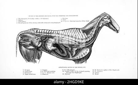 Section longitudinale du thorax de la cyclopedia de chaque propriétaire de cheval : l'anatomie et la physiologie du cheval; les caractéristiques générales; les points du cheval, avec les directions pour le choisir; les principes de l'élevage, et le meilleur genre à reproduire; le traitement de la jument de couvain et de la foal;Élever et briser le colt, les écuries et la gestion stable, l'équitation, la conduite, etc. Maladies,et comment les guérir.Les principaux médicaments, et les doses dans lesquelles ils peuvent être administrés en toute sécurité; les accidents, les fractures, et les opérations nécessaires dans chaque cas; la raquette, etc. Éditeur: Philola Banque D'Images