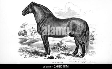 Seigneur Clyde de la cyclopedia de chaque propriétaire de cheval : l'anatomie et la physiologie du cheval; les caractéristiques générales; les points du cheval, avec les directions pour le choisir; les principes de l'élevage, et le meilleur genre à se reproduire; le traitement de la jument de couvain et de la foal;Élever et briser le colt, les écuries et la gestion stable, l'équitation, la conduite, etc. Maladies,et comment les guérir.Les principaux médicaments, et les doses dans lesquelles ils peuvent être administrés en toute sécurité; accidents, fractures, et les opérations nécessaires dans chaque cas; raquette, etc. Editeur: Philadelphie : porter & Coate Banque D'Images