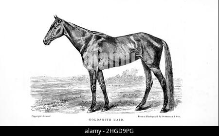 Goldsmith Maid (1857 – 23 septembre 1885) était un célèbre race Standardbred dans le 1870s qui a été appelé la « Reine des Trotters » et a eu une carrière de course d'harnais qui a duré 13 ans.Sa dernière course a été remportée à l'âge de 20 ans contre un cheval beaucoup plus jeune appelé Rarus.Elle a été intronisée dans le Harness Racing Hall of Fame en 1953. De la cyclopedia de chaque propriétaire de cheval : l'anatomie et la physiologie du cheval; les caractéristiques générales; les points du cheval, avec des indications sur la façon du choisir; les principes de l'élevage, et le meilleur genre à se reproduire;le traitement de la mare de couvain et fo Banque D'Images