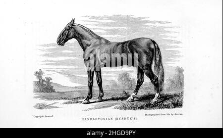 Hambletonian 10, ou Hambletonian de Rysdyk, (5 mai 1849 – 27 mars 1876) était un trotter américain et un père fondateur de la race Standardbred. De la cyclopedia de chaque propriétaire de cheval : l'anatomie et la physiologie du cheval; caractéristiques générales;Les points du cheval, avec des directions comment le choisir; les principes de l'élevage, et le meilleur genre de se reproduire; le traitement de la jument de couvain et le foal; élever et briser le colt; écuries et gestion stable; équitation, conduite, etc. Maladies,et comment les guérir.Les principaux médicaments, et les doses dans lesquelles ils peuvent être Banque D'Images