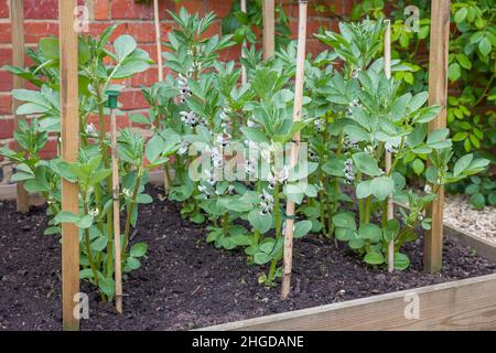 Haricots larges, plantes avec des fleurs qui poussent dans un lit surélevé.Jardin potager anglais, Royaume-Uni Banque D'Images