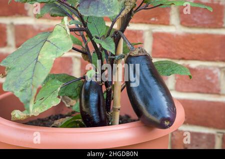 Gros plan de la plante de fruits aubergines (aubergines) poussant à l'extérieur dans un pot, jardin du Royaume-Uni Banque D'Images