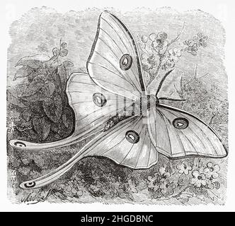 Luna Moth Actias luna.Vieux 19th siècle illustration gravée de quatre mois en Floride par Achille Poussielgue, le Tour du monde 1870 Banque D'Images