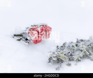 Fleur de rose congelée et branches vertes sur la neige Banque D'Images