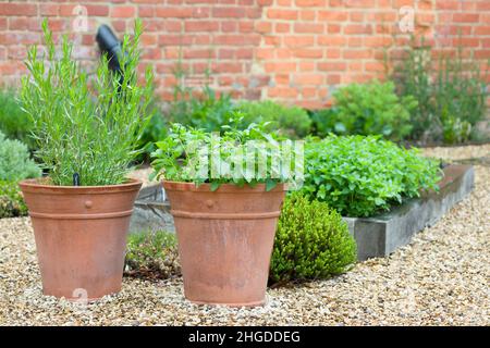 Herbes fraîches, herbes qui poussent dans des conteneurs dans un jardin de cour britannique Banque D'Images