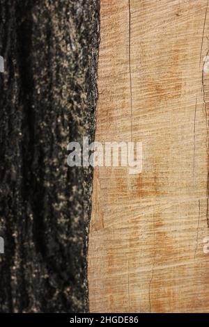Vue minimaliste sur un bois lourd charmé après un feu de camp. Banque D'Images