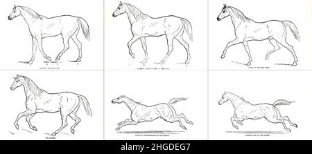 Divers modes de progression de marche, Trot, canter et galop SUR L'ACTION DE LOCOMOTIVE DANS LES DIFFÉRENTS PAS de chaque propriétaire de cheval cyclopedia : l'anatomie et la physiologie du cheval; les caractéristiques générales; les points du cheval, avec des directions comment le choisir;Les principes de l'élevage, et le meilleur genre à se reproduire; le traitement de la jument de couvain et du foal; élever et briser le colt; les écuries et la gestion stable; l'équitation, la conduite, etc, etc. Maladies,et comment les guérir.Les principaux médicaments, et les doses dans lesquelles ils peuvent être administrés en toute sécurité; accidents, fractures, et Banque D'Images