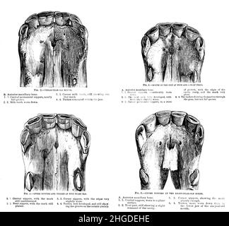 La bouche et les dents du cheval à différents âges de la cyclopedia de chaque propriétaire de cheval : l'anatomie et la physiologie du cheval; les caractéristiques générales; les points du cheval, avec des instructions pour le choisir; les principes de l'élevage, et le meilleur genre à reproduire;Le traitement de la jument de couvain et de l'ennemi; l'élévation et la rupture de la colt; les écuries et la gestion stable; l'équitation, la conduite, etc. Maladies,et comment les guérir.Les principaux médicaments, et les doses dans lesquelles ils peuvent être administrés en toute sécurité; les accidents, les fractures, et les opérations nécessaires dans chaque cas; la raquette, etc. Éditeur: PH Banque D'Images