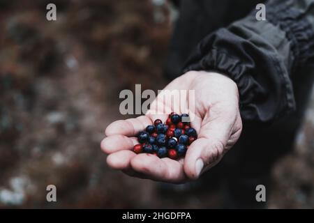 Agriculteur avec des baies de genévrier après la récolte dans la forêt de conifères.Concentrez-vous sur une poignée de bleuets frais du Caucase.Un scout avec des baies bleues et rouges Banque D'Images