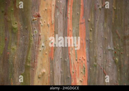 Eucalyptus Eucalyptus deglupta est une espèce de grand arbre, communément appelée eucalyptus arc-en-ciel, gomme de Mindanao ou gomme arc-en-ciel Banque D'Images