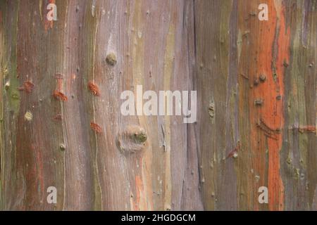 Eucalyptus Eucalyptus deglupta est une espèce de grand arbre, communément appelée eucalyptus arc-en-ciel, gomme de Mindanao ou gomme arc-en-ciel Banque D'Images