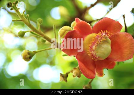 Le Couroupita guianensis, connu sous divers noms communs, y compris l'arbre à boule de canon, est un arbre à feuilles caduques de la famille des Lecythidaceae Banque D'Images