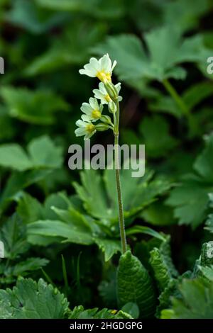 Primula vulgaris fleurit en montagne Banque D'Images