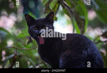 Katmandou, Bagmati, Népal.20th janvier 2022.Un chat se méille alors qu'il repose sous un arbre après des averses de pluie à Katmandou, au Népal, le 20 janvier 2022.(Image de crédit : © Sunil Sharma/ZUMA Press Wire) Banque D'Images