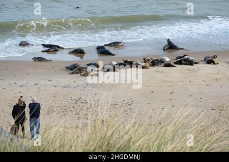 Observation des phoques à Horsey Gap, sur la côte de Norfolk, en Angleterre, au Royaume-Uni Banque D'Images