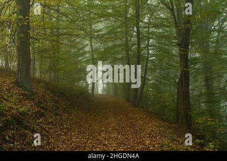 Matin brumeux dans une forêt à feuilles caduques en Bohême centrale, République tchèque, Europe, Europe centrale Banque D'Images