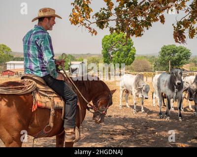 Cow-boy travaille de son cheval dans une ferme Banque D'Images
