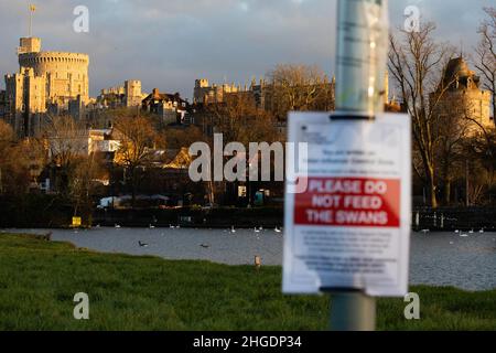 Eton, Royaume-Uni.19th janvier 2022.Un avis de zone de contrôle de la grippe aviaire du ministère de l'Environnement, de l'alimentation et des Affaires rurales est présenté sur la photo, le long de la Tamise.Defra a mis en place une zone locale de contrôle de la grippe aviaire en 3km comme mesure de précaution suite à l'identification récente de cas de grippe aviaire H5N1 dans les cygnes de la Tamise à Eton.Les chiens doivent être gardés sur des pistes près de la rivière et les cygnes doivent être nourris uniquement par l'organisme caritatif Swan support.Crédit : Mark Kerrison/Alamy Live News Banque D'Images