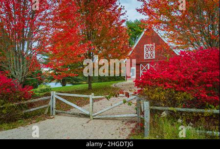 Grange rouge vif et feuillage rouge vif dans une ferme du Maine Banque D'Images
