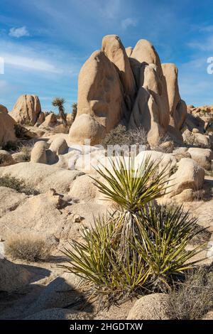 Les formations rocheuses autour de White Tank dans le parc national de Joshua Tree, Californie. Banque D'Images