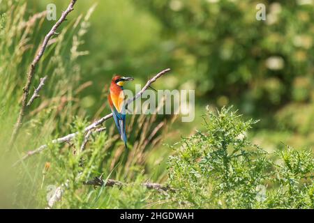 Merops apiaster - oiseau coloré de l'European Bee-eater sur un joli fond vert avec beau bokeh.Photo de nature sauvage. Banque D'Images