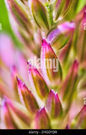 Photo macro de fleur jaune et blanche. Banque D'Images