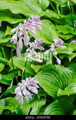 HostA “Nakimo” aussi connu sous le nom de hosta 'Nakhima'.Feuilles vert foncé cannelées avec fleurs de couleur lilas Banque D'Images