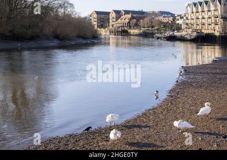 cygnes sur la rive de la tamise à l'ancien isleworth, dans le quartier de hounslow à londres Banque D'Images