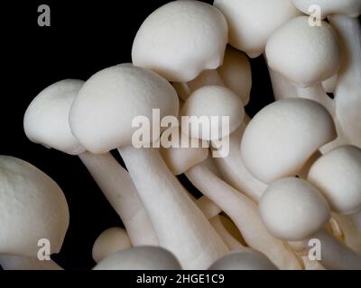 Champignons de hêtre Hypsizygus tesselatus Buna shimeji est un champignon comestible Banque D'Images