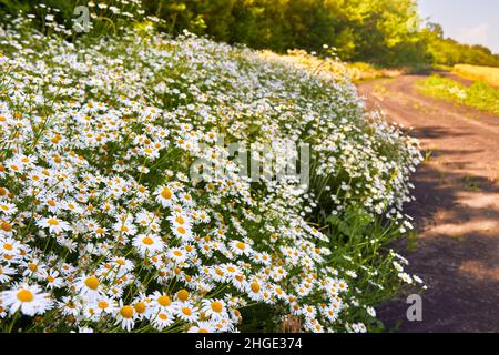 Une route dans un pré à côté d'une prolifération de pâquerettes.Fleurs de chamomiles blanches de gros plan.Scène d'été nature avec des chamomiles médicaux en fleurs. Banque D'Images
