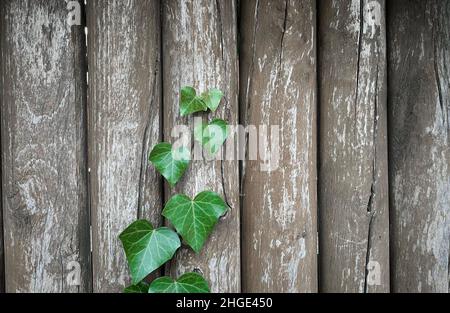 Un ivan vert glisse sur une clôture en bois vintage, un arrière-plan agréable, un papier peint. Banque D'Images