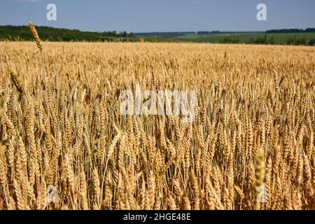 Le champ doré du blé mûrit.Épillets de blé sur le fond d'une prairie verte éloignée.Le thème de l'agriculture, une récolte riche, l'agriculture. Banque D'Images