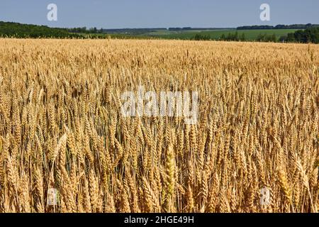 Le champ doré du blé mûrit.Épillets de blé sur le fond d'une prairie verte éloignée.Le thème de l'agriculture, une récolte riche, l'agriculture. Banque D'Images