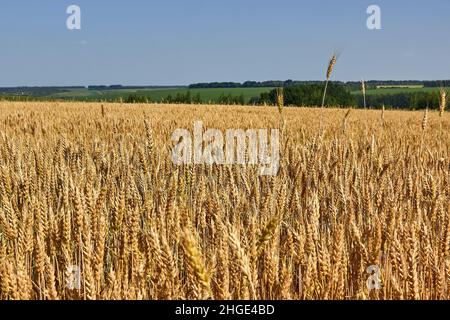 Le champ doré du blé mûrit.Des épillets de blé, une prairie verte éloignée.Le thème de l'agriculture, une récolte riche, l'agriculture. Banque D'Images