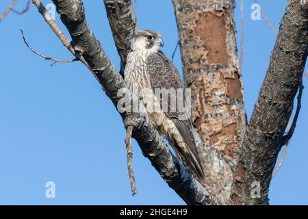 Faucon pèlerin arctique (Falco peregrinus califordus), juvénile perché sur une branche, Campanie, Italie Banque D'Images