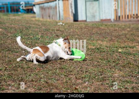 Le chien Jack Russell Terrier se trouve sur la plage, sur l'herbe verte, jouant avec un Frisbee vert dans un col à l'imprimé avocat Banque D'Images