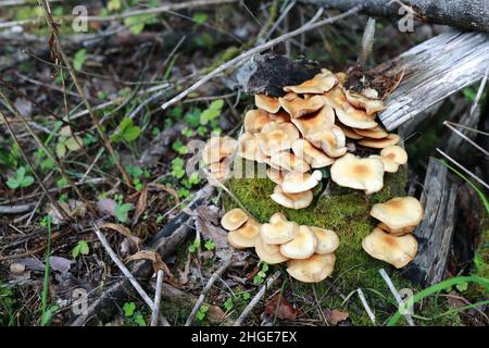 Vue sur les champignons de miel toxiques de la forêt, Karelia Banque D'Images