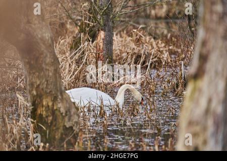 Cygnes blancs, Cygnus, nageant à travers le roseau.Les espèces d'oiseaux de la famille des Anatidae sont étroitement liées aux oies et aux canards. Banque D'Images