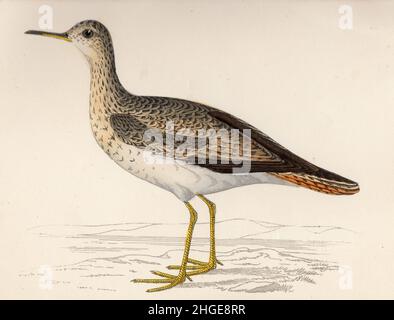 Upland Sandpiper (Bartramia longicauda) 1852, (1942).De l'histoire des oiseaux britanniques par Francis Orpen Morris.Publié dans les oiseaux de Grande-Bretagne Banque D'Images