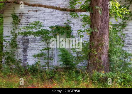 Arrière-plan et espace de copie disponible dans cette image d'un ancien bâtiment surmonté de plantes et de vignes dans le Tennessee rural Banque D'Images