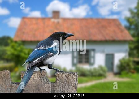 Magpie eurasienne / magpie commune (Pica pica) perchée sur une clôture de jardin de maison en bois abîmé dans la campagne Banque D'Images