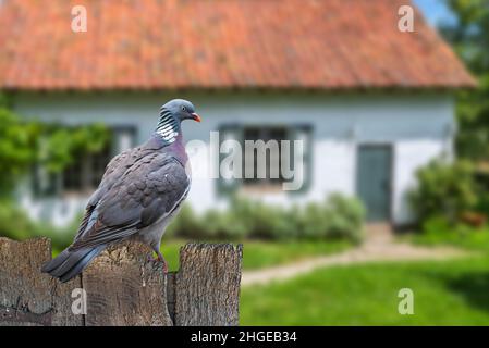 Pigeon en bois commun (Columba Palumbus) perché sur une ancienne clôture de jardin en bois de maison à la campagne Banque D'Images