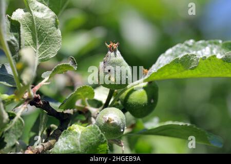 Fruit de pomme endommagé par Hoplocampa testudinea, la mouche à scie de pomme ou la mouche à scie de pomme européenne (klug ).Ravageurs des pommes Banque D'Images